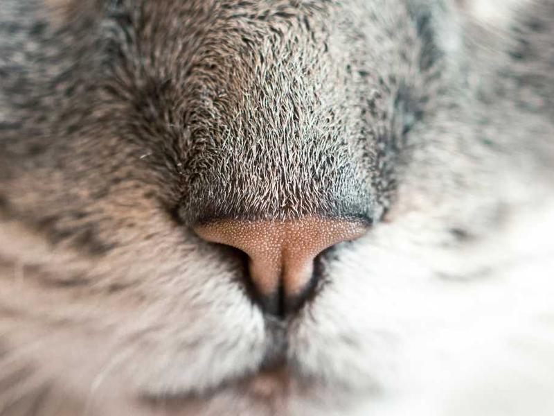 Gourde Isotherme Inox 500ml